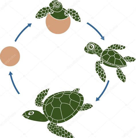烏龜成長過程